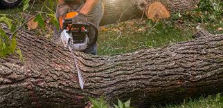 How Our Tree Care Process Works  in  Cumberland Hill, RI