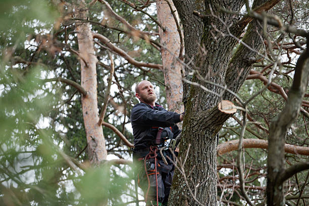 Best Hazardous Tree Removal  in Cumberland Hill, RI