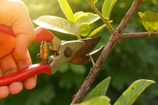 Professional Tree Services in Cumberland Hill, RI